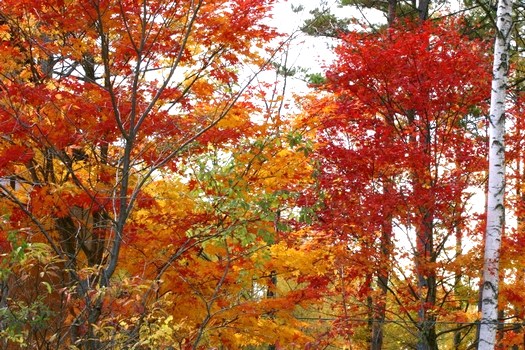 c0134734_17343716.jpg