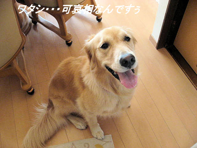 a0149240_15433526.jpg