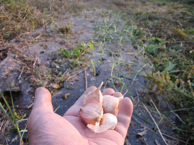e0181260_21321563.jpg