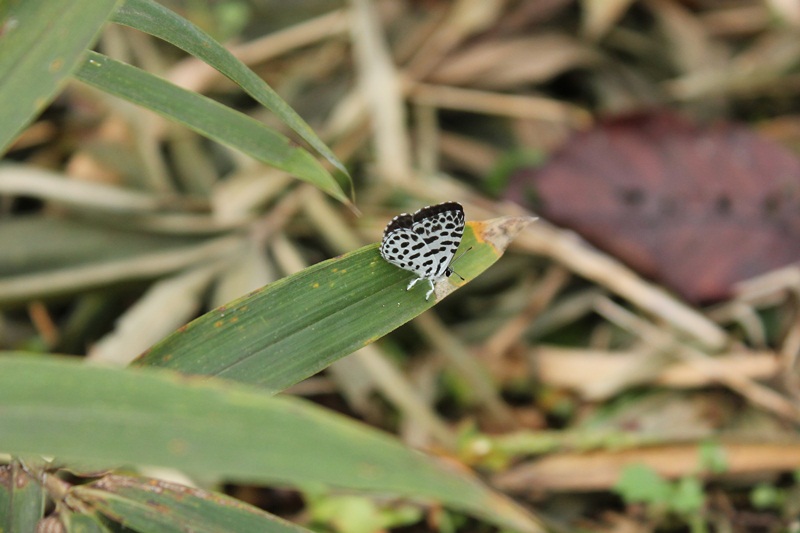 b0088772_659415.jpg