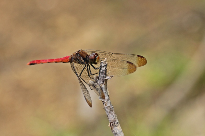 b0088772_763552.jpg