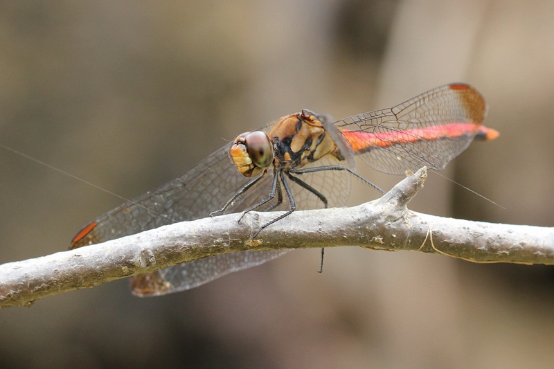b0088772_764475.jpg