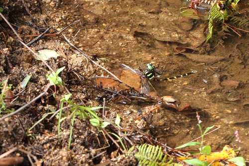 b0088772_784490.jpg