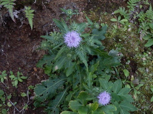 e0292172_20233889.jpg