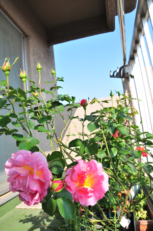 c0004078_14294916.jpg
