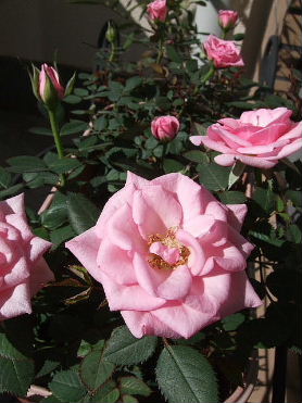 f0039281_1795610.jpg