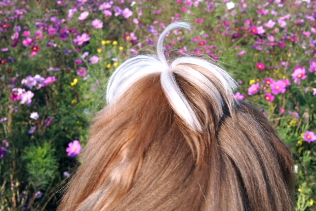 a0198883_16571054.jpg