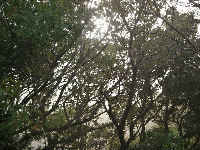 d0046294_9135323.jpg