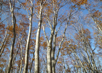 c0125996_135144.jpg