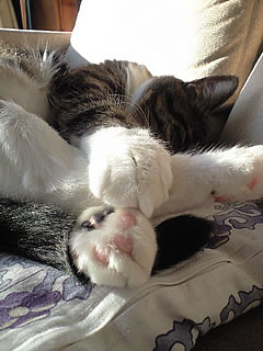 c0035001_15151572.jpg