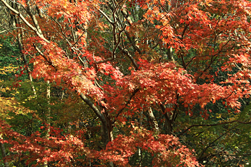 b0014607_16571223.jpg