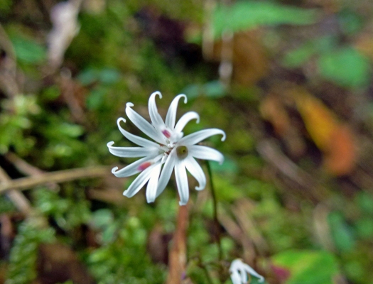 c0042418_1758392.jpg