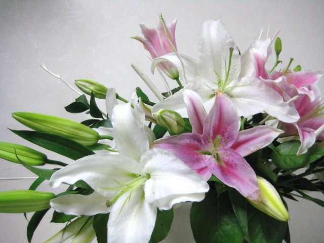 e0170519_055359.jpg