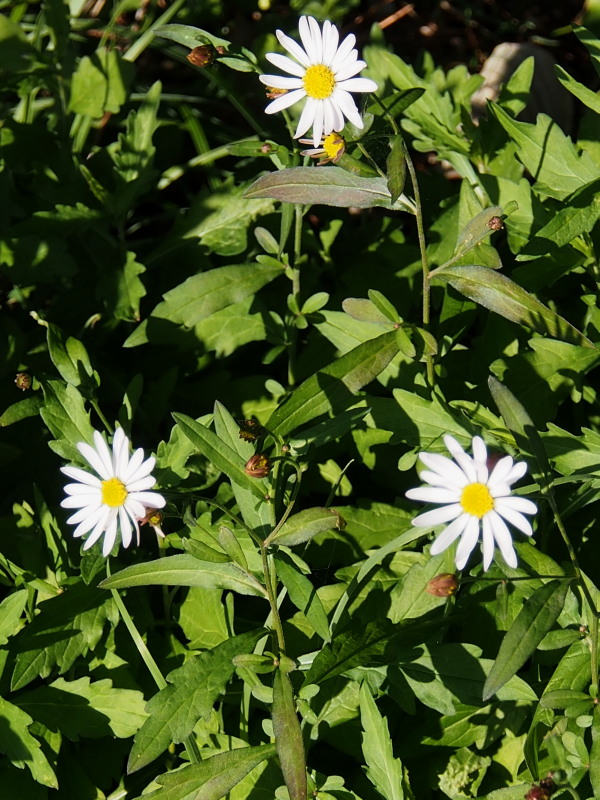 c0085622_21383656.jpg