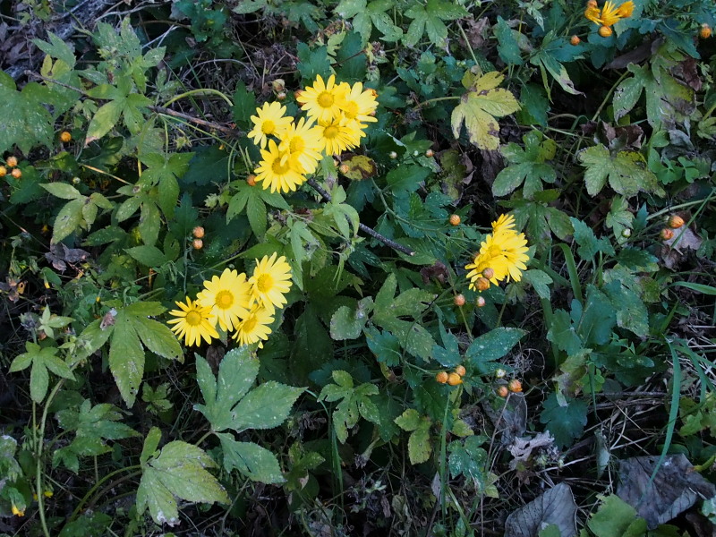 c0085622_214159.jpg