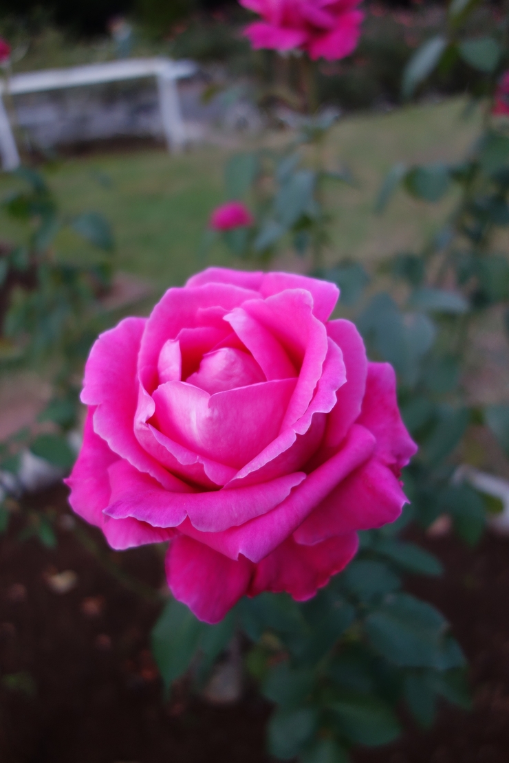 a0287336_9572274.jpg