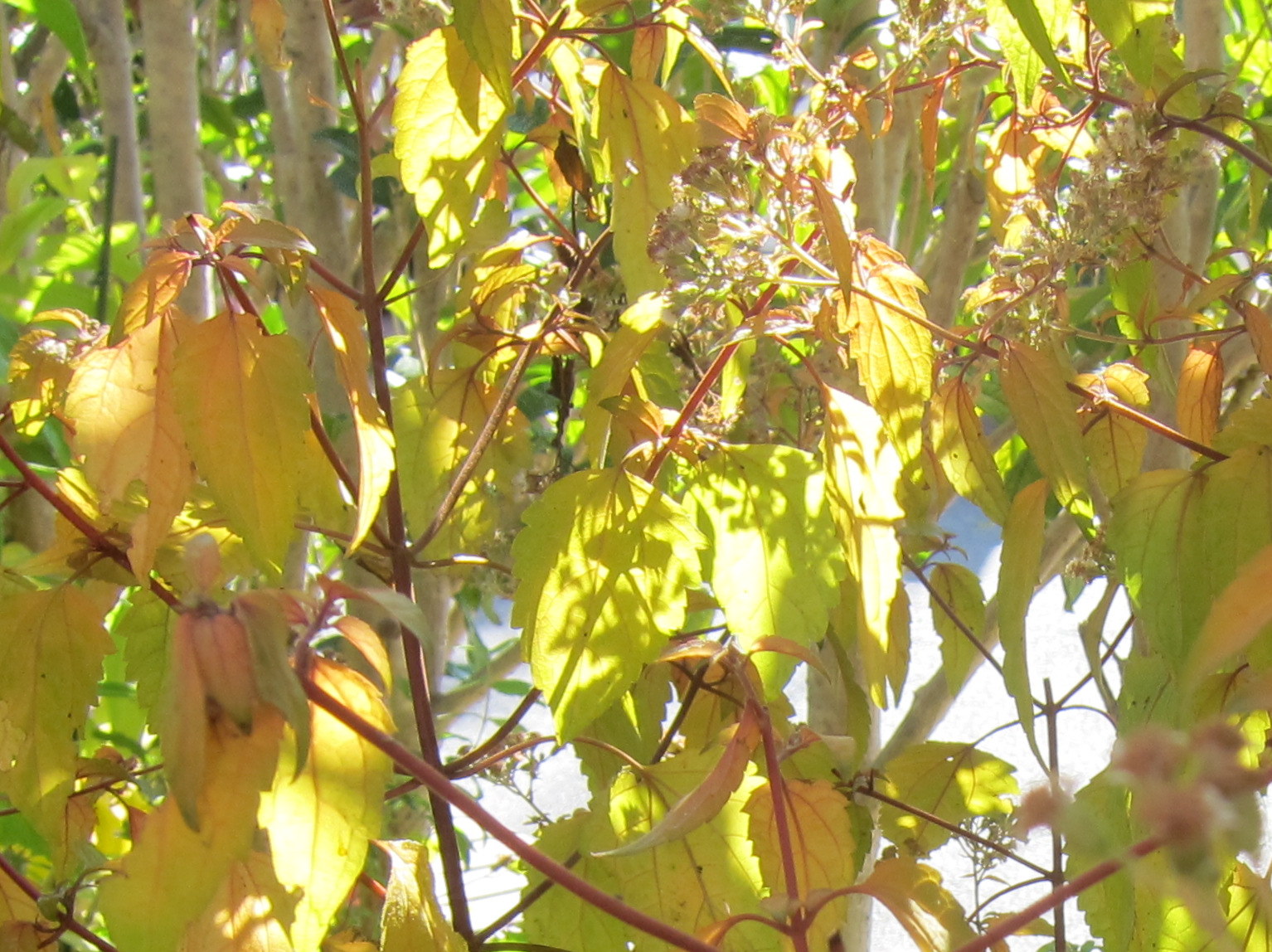 b0178339_15414571.jpg