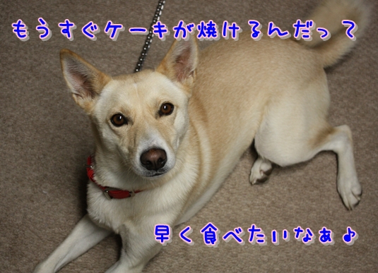 f0195543_21165317.jpg