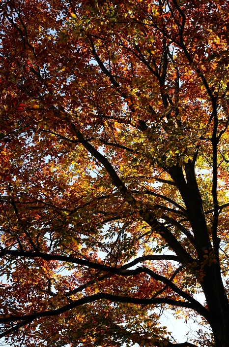 a0263952_1916358.jpg