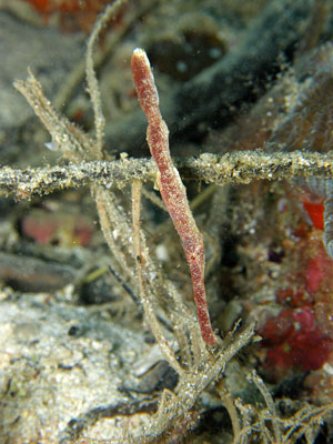 b0033573_09388.jpg
