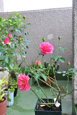 c0004078_942651.jpg