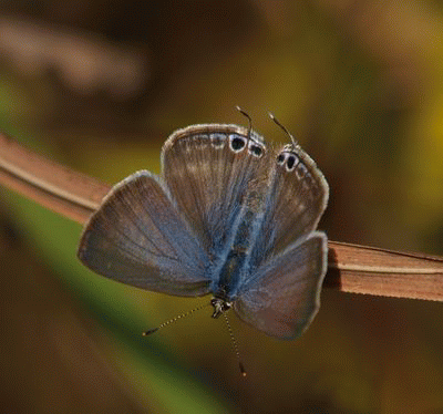 b0108186_21475793.gif