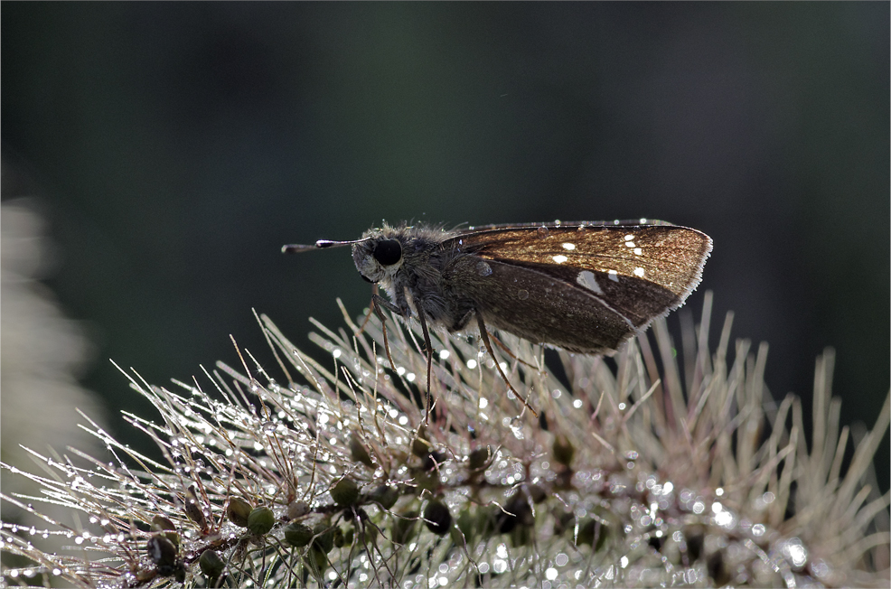 d0209988_20213523.jpg