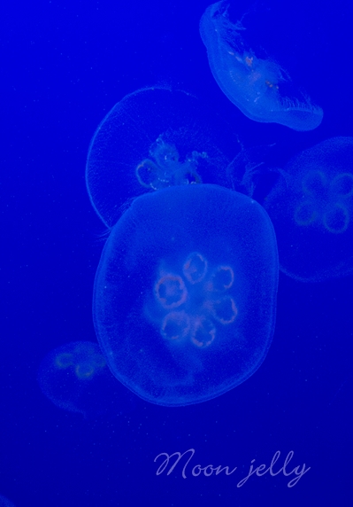 b0145398_2227421.jpg