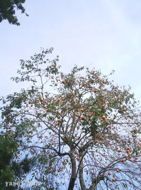 e0025300_1218172.jpg
