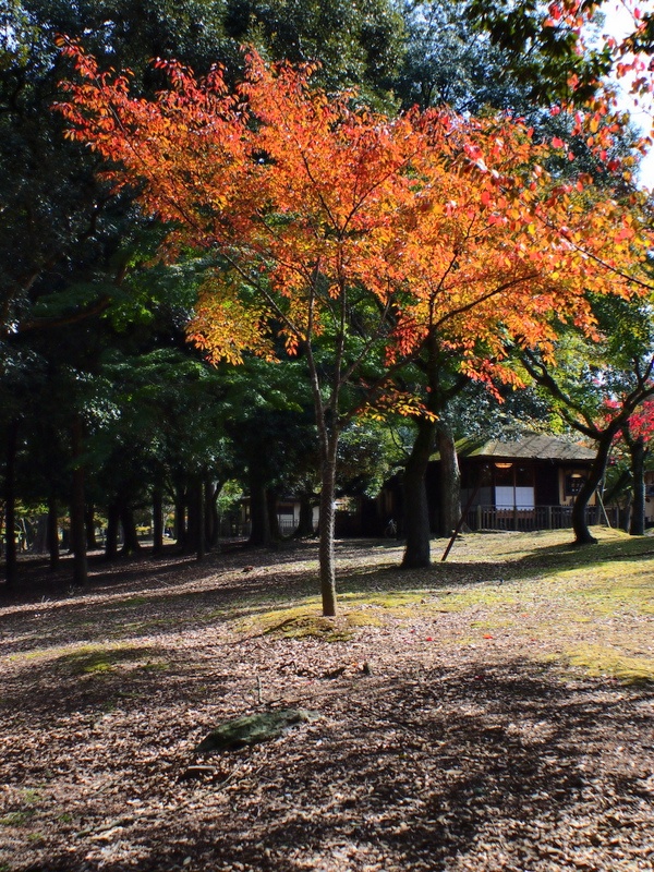 b0138101_233189.jpg