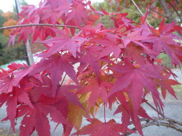 e0070606_2152347.jpg