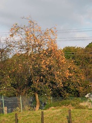 c0248013_20373097.jpg