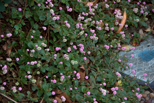 c0133533_23311665.jpg