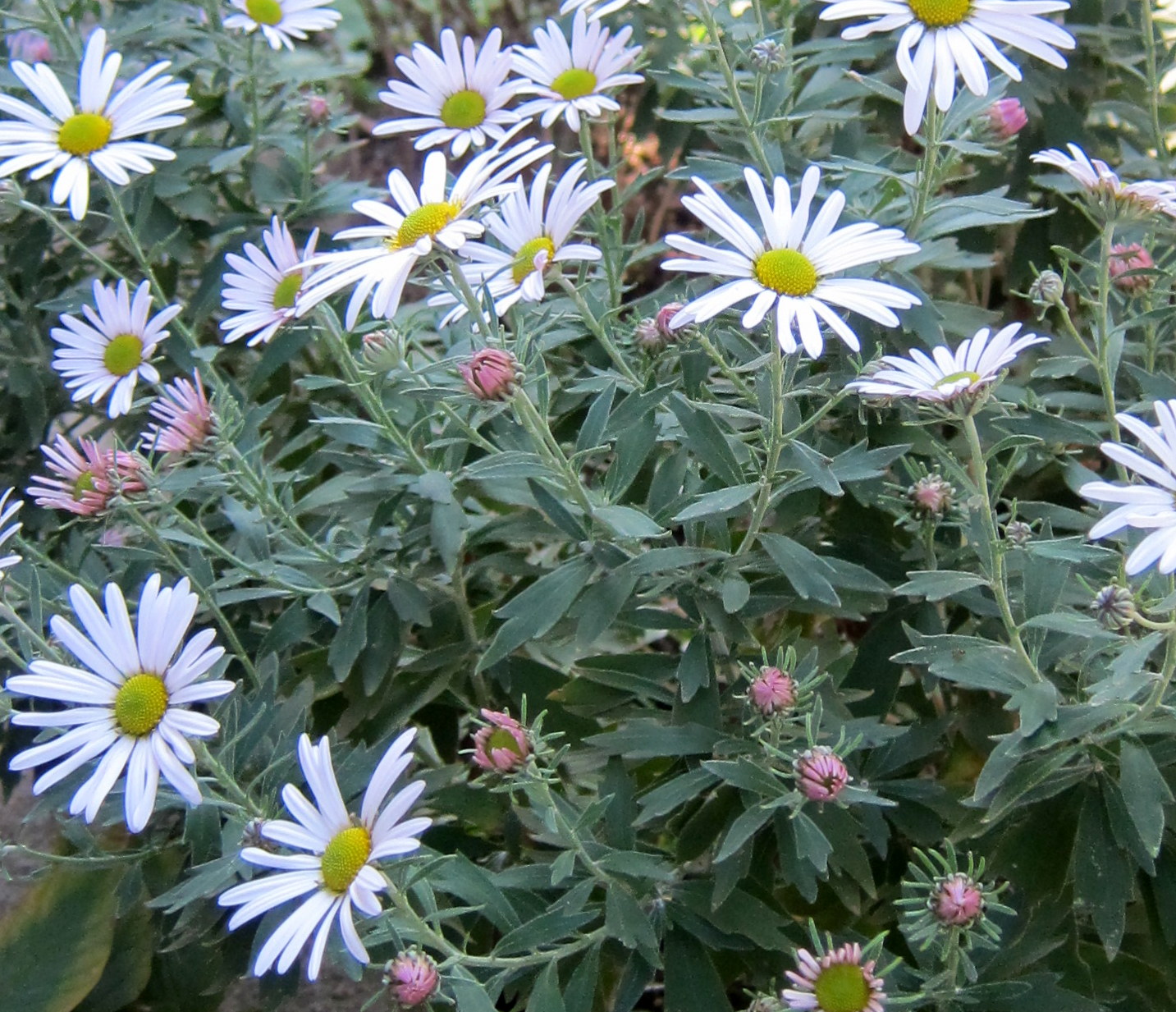 b0178339_15434090.jpg