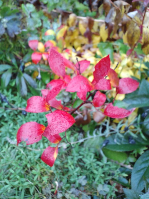 c0117239_103093.jpg