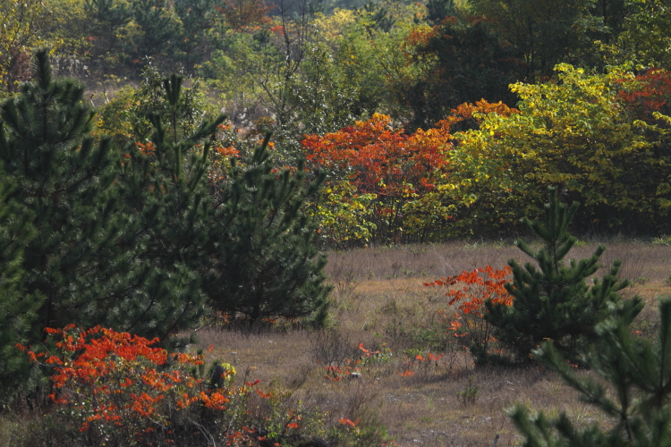 d0247340_1555426.jpg