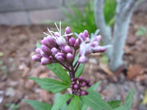 c0216472_1821774.jpg