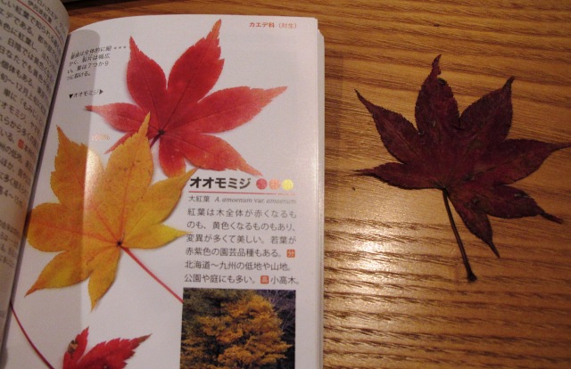 a0091680_10394492.jpg