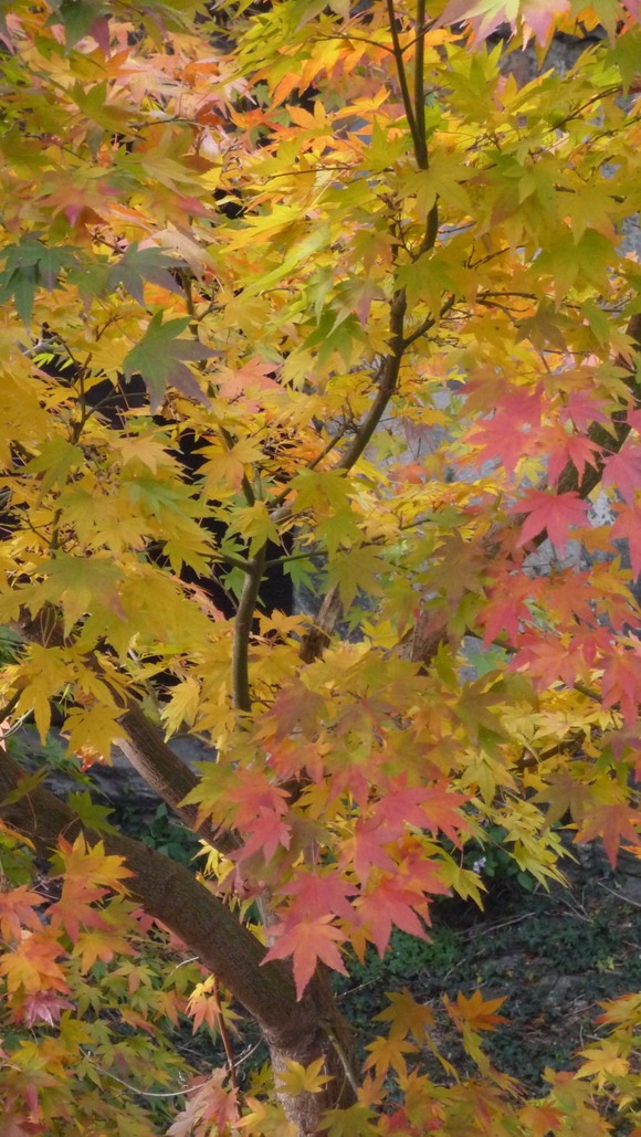 a0278382_626451.jpg