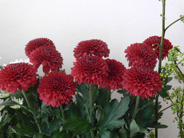 e0140986_16152633.jpg