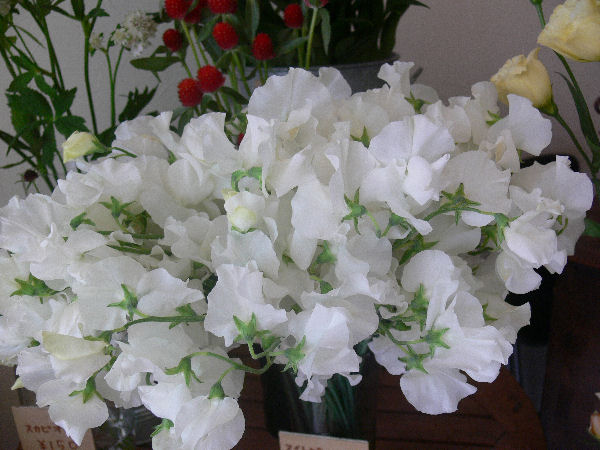 e0140986_1685519.jpg