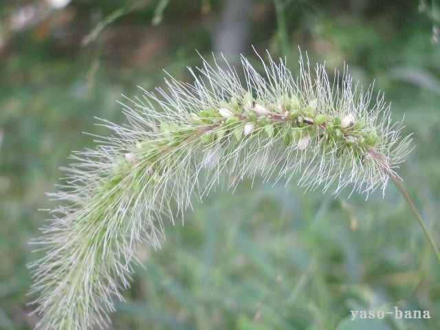 e0025300_11364068.jpg
