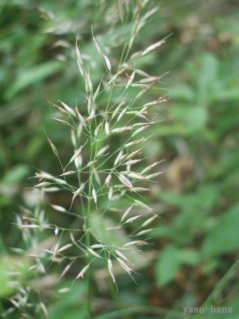 e0025300_11543576.jpg