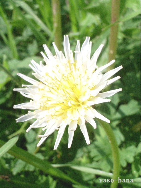 e0025300_1202161.jpg