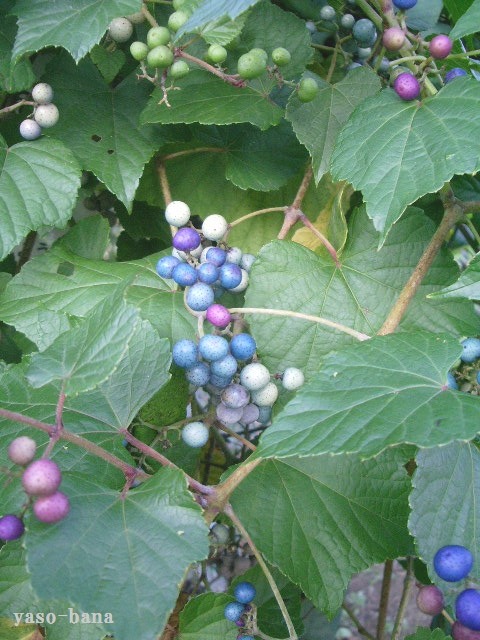e0025300_1244455.jpg
