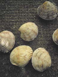 e0206902_17392616.jpg