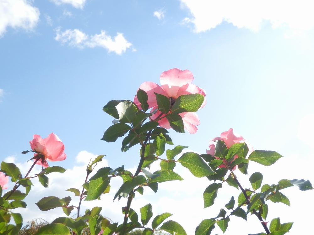 c0062511_829129.jpg