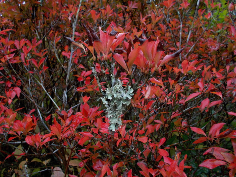 c0109827_18371648.jpg