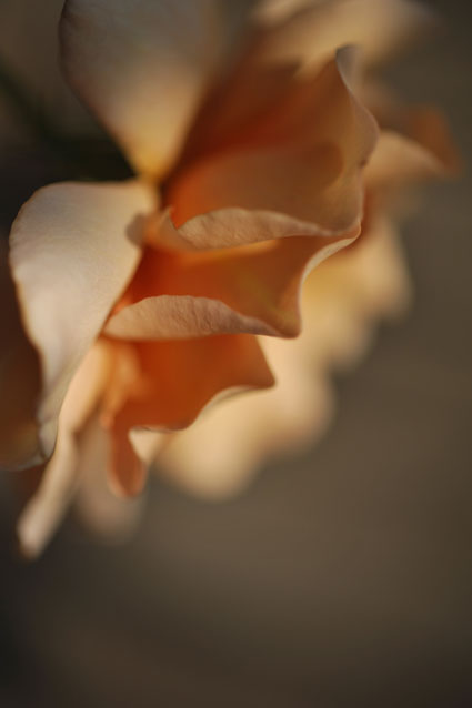 b0075541_6424171.jpg