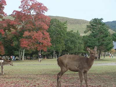 e0173645_1471279.jpg